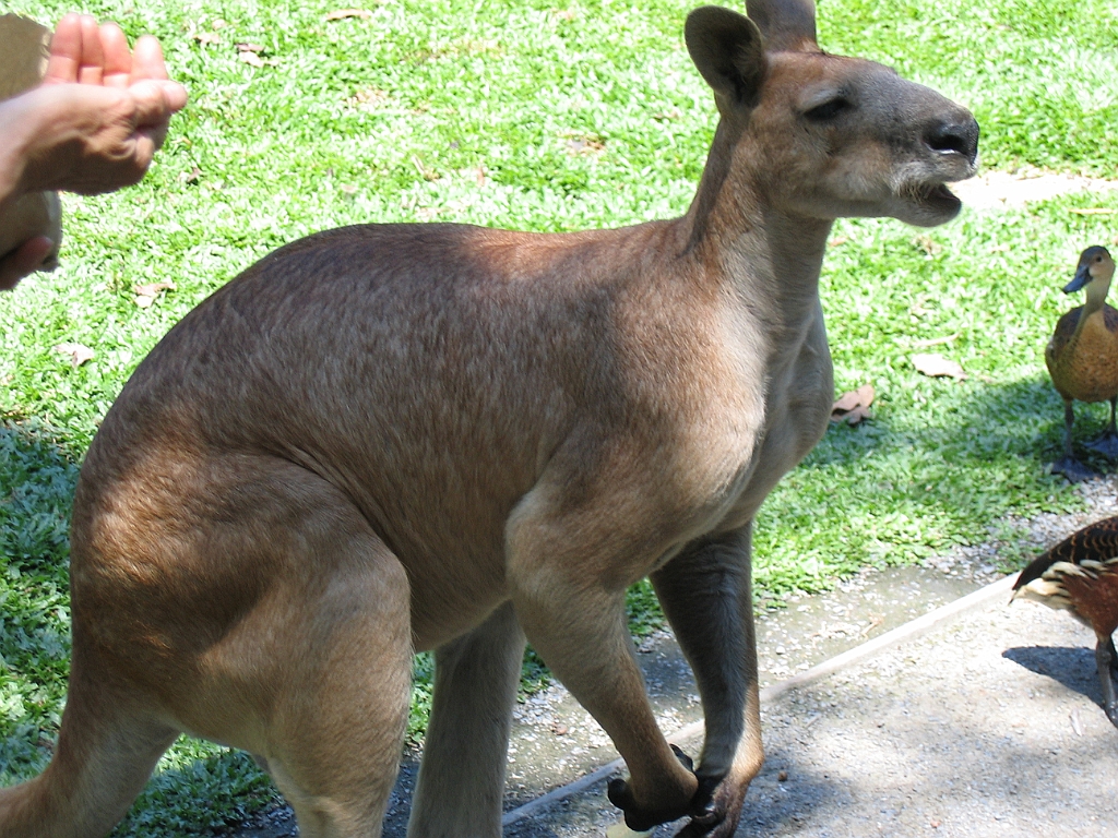 CairnsTC290 Wildlife Habitat.jpg